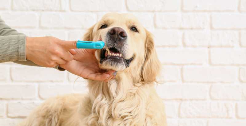 Comment utiliser Dogteur Dental Fresh ?
