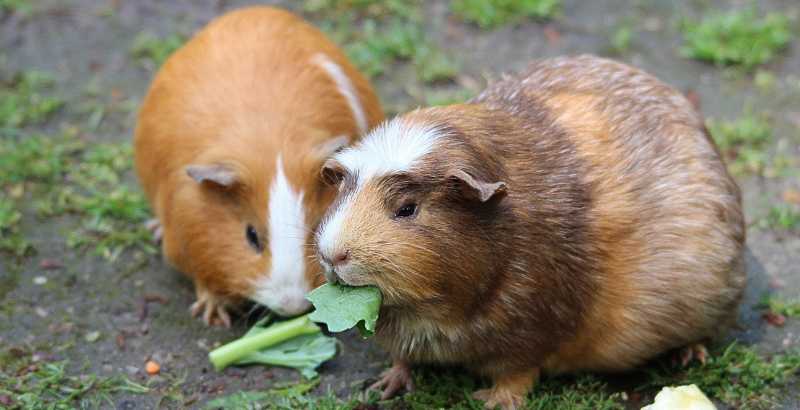 Quelles sont les principales maladies causées par les parasites chez le hamster ?