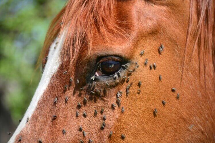 cavallo con mosche