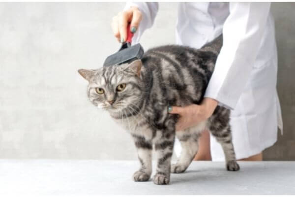 Comment éviter les boules de poils chez le chat 